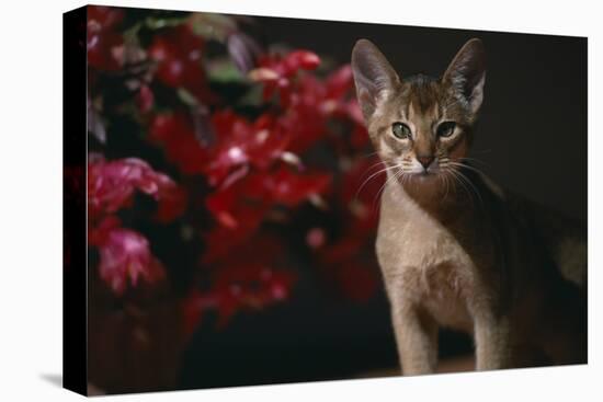 Abyssinian Ruddy Cat next to Plant-DLILLC-Premier Image Canvas