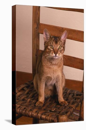 Abyssinian Ruddy Cat Sitting on Chair-DLILLC-Premier Image Canvas