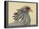 Abyssinian Secretary Bird-null-Premier Image Canvas