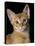 Abyssinian Sorrel-null-Premier Image Canvas