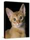 Abyssinian Sorrel-null-Premier Image Canvas