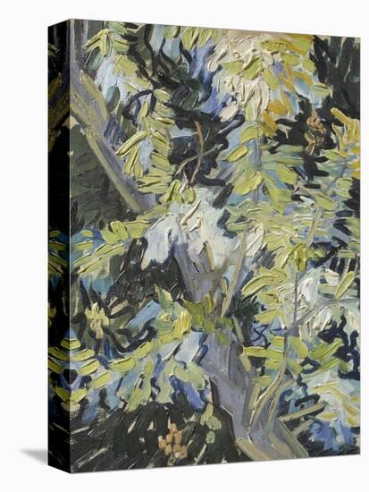 Acacia in Flower-Vincent van Gogh-Premier Image Canvas