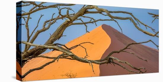 Acacia snag and dune, Namibia, Africa-Art Wolfe Wolfe-Premier Image Canvas