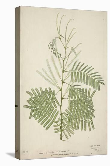 Acacia Suma Kuz, 1800-10-null-Premier Image Canvas