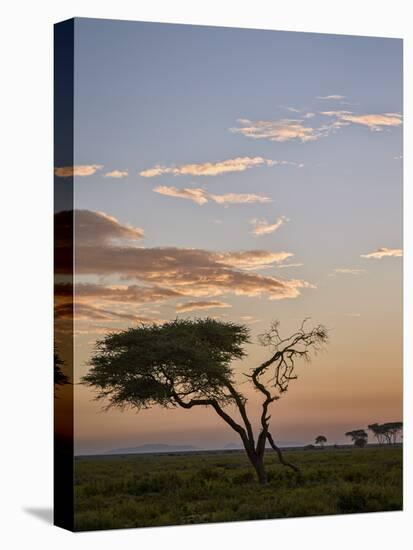 Acacia Tree and Clouds at Dawn-James Hager-Premier Image Canvas