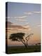 Acacia Tree and Clouds at Dawn-James Hager-Premier Image Canvas