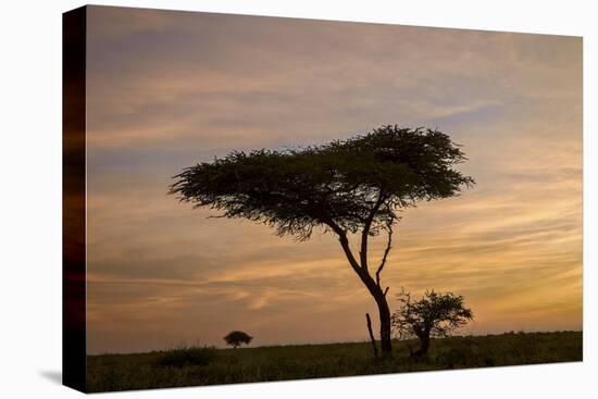 Acacia Tree and Clouds at Dawn-James Hager-Premier Image Canvas