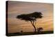 Acacia Tree and Clouds at Dawn-James Hager-Premier Image Canvas