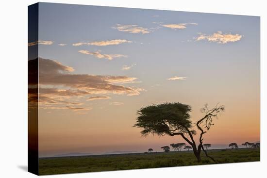 Acacia Tree and Clouds at Dawn-James Hager-Premier Image Canvas