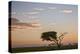 Acacia Tree and Clouds at Dawn-James Hager-Premier Image Canvas