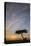 Acacia Tree and Clouds at Sunrise-James Hager-Premier Image Canvas