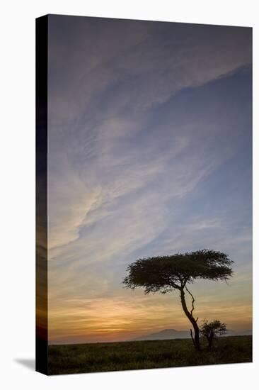 Acacia Tree and Clouds at Sunrise-James Hager-Premier Image Canvas