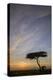 Acacia Tree and Clouds at Sunrise-James Hager-Premier Image Canvas