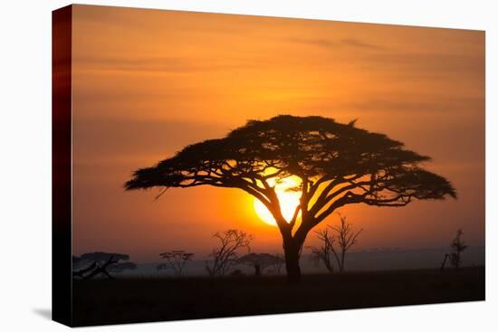 Acacia tree at sunrise.-Sergio Pitamitz-Premier Image Canvas