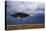 Acacia Tree Growing on Savannah against Sky Background, Masai Mara National Reserve, Kenya-Anup Shah-Premier Image Canvas