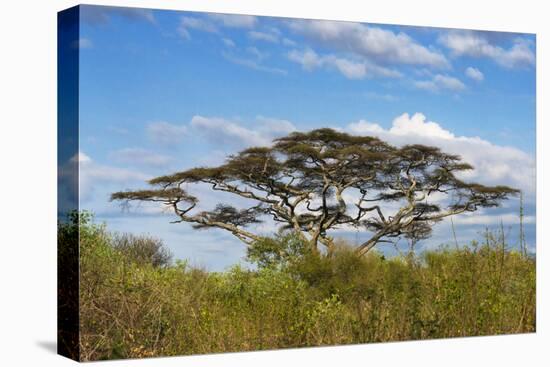 Acacia tree in Abijatta-Shalla Lakes National Park, Ethiopia-Keren Su-Premier Image Canvas