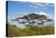 Acacia tree in Abijatta-Shalla Lakes National Park, Ethiopia-Keren Su-Premier Image Canvas