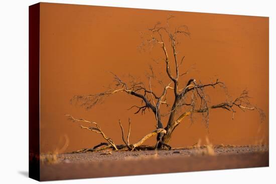 Acacia Tree in Front of Dune 45 in the Namib Desert at Sunset, Sossusvlei, Namib-Naukluft Park-Alex Treadway-Premier Image Canvas