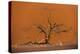 Acacia Tree in Front of Dune 45 in the Namib Desert at Sunset, Sossusvlei, Namib-Naukluft Park-Alex Treadway-Premier Image Canvas