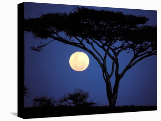 Acacia Tree in Moonlight, Tarangire, Tanzania-Marilyn Parver-Premier Image Canvas