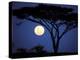 Acacia Tree in Moonlight, Tarangire, Tanzania-Marilyn Parver-Premier Image Canvas