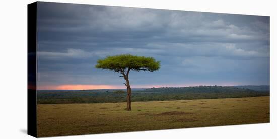 Acacia tree, Masai Mara, Kenya, East Africa, Africa-Karen Deakin-Premier Image Canvas