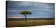 Acacia tree, Masai Mara, Kenya, East Africa, Africa-Karen Deakin-Premier Image Canvas