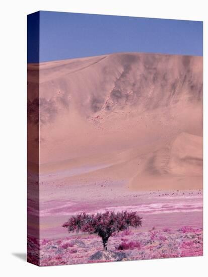 Acacia Tree near a Sand Dune-Michele Westmorland-Premier Image Canvas