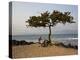 Acacia Tree on the Edge of the City of Sao Tomé, Where Young People Go to Bathe-Camilla Watson-Premier Image Canvas