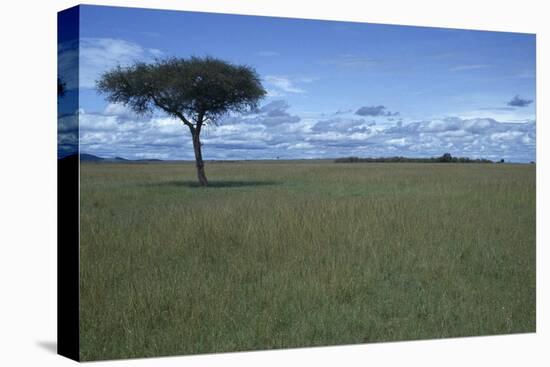 Acacia Tree on the Savanna-DLILLC-Premier Image Canvas