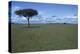 Acacia Tree on the Savanna-DLILLC-Premier Image Canvas