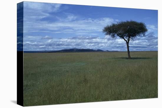 Acacia Tree on the Savanna-DLILLC-Premier Image Canvas