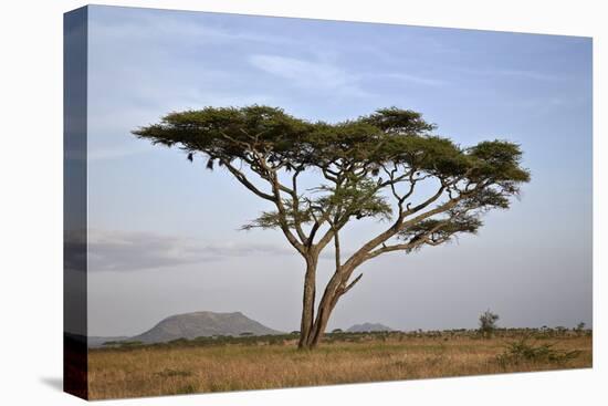 Acacia Tree, Serengeti National Park, Tanzania, East Africa, Africa-James Hager-Premier Image Canvas