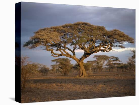 Acacia Tree, Serengeti, Tanzania, East Africa, Africa-Sassoon Sybil-Premier Image Canvas