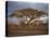 Acacia Tree, Serengeti, Tanzania, East Africa, Africa-Sassoon Sybil-Premier Image Canvas