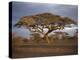 Acacia Tree, Serengeti, Tanzania, East Africa, Africa-Sassoon Sybil-Premier Image Canvas