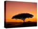 Acacia Tree Silhouetted at Dawn, Masai Mara Game Reserve, Kenya, East Africa, Africa-James Hager-Premier Image Canvas