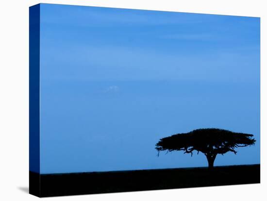Acacia Tree Silhouetted, Tanzania-Edwin Giesbers-Premier Image Canvas
