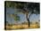 Acacia Trees, Kruger National Park, South Africa-Walter Bibikow-Premier Image Canvas