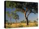 Acacia Trees, Kruger National Park, South Africa-Walter Bibikow-Premier Image Canvas