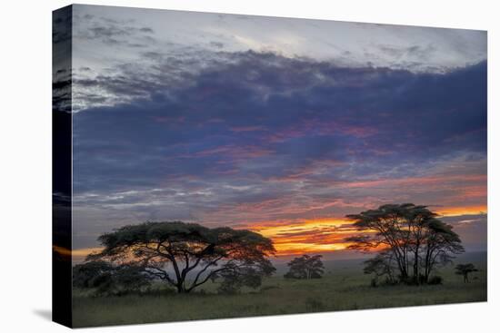 Acacia trees silhouetted at sunset, Serengeti National Park, Tanzania, Africa-Adam Jones-Premier Image Canvas