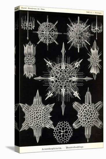 Acanthophracta-Ernst Haeckel-Stretched Canvas