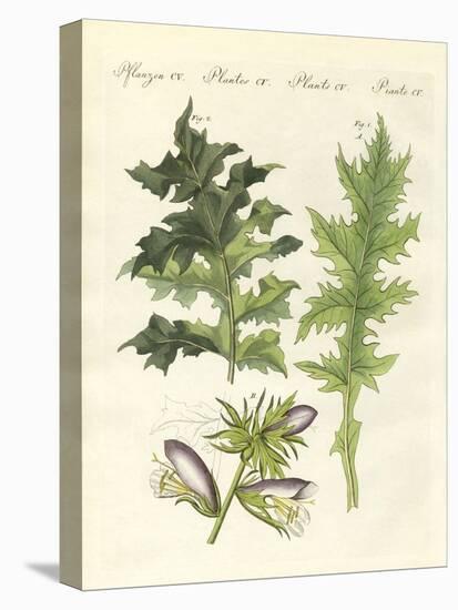 Acanthus Plants-null-Premier Image Canvas