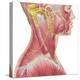Accessory Nerve View Showing Neck and Facial Muscles-Stocktrek Images-Stretched Canvas