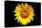 Accidental Sunflower-John Gusky-Premier Image Canvas