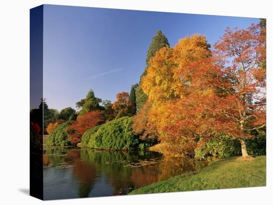 Acer Trees in Autumn, Sheffield Park, Sussex, England, United Kingdom-Michael Busselle-Premier Image Canvas