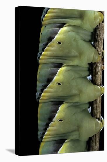 Acherontia Atropos (Death's Head Hawk Moth) - Caterpillar Detail-Paul Starosta-Premier Image Canvas