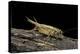 Acheta Domesticus (House Cricket)-Paul Starosta-Premier Image Canvas