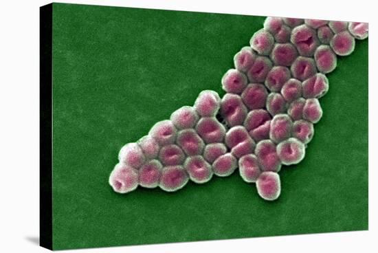 Acinetobacter Baumannii Bacteria, SEM-CDC-Premier Image Canvas