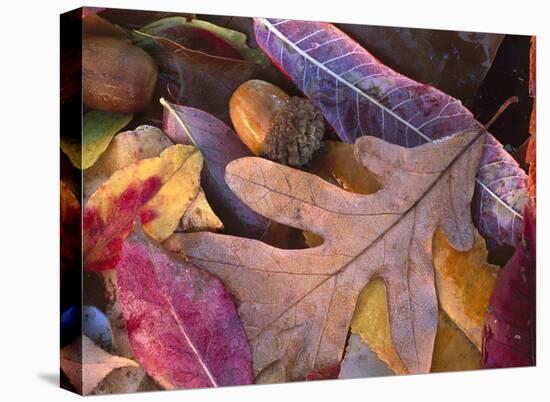 Acorns, Oak, Cherry and Sumac, fall, Petit Jean State Park, Arkansas-Tim Fitzharris-Stretched Canvas